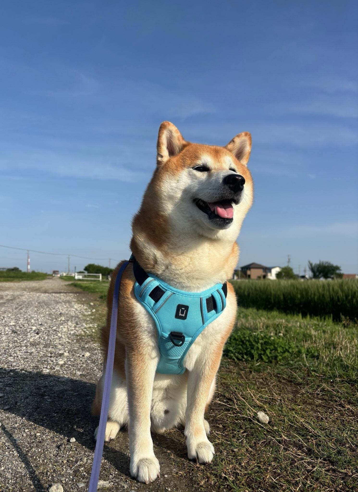 「どこの家も一緒だな」柴犬と飼い主の逆転ショットに共感の声「あるあるですね」「分かるなー」