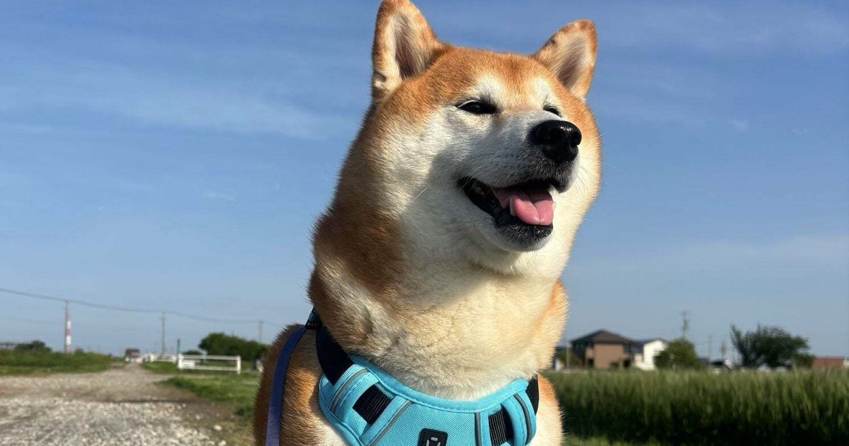 「どこの家も一緒だな」柴犬と飼い主の逆転ショットに共感の声「あるあるですね」「分かるなー」
