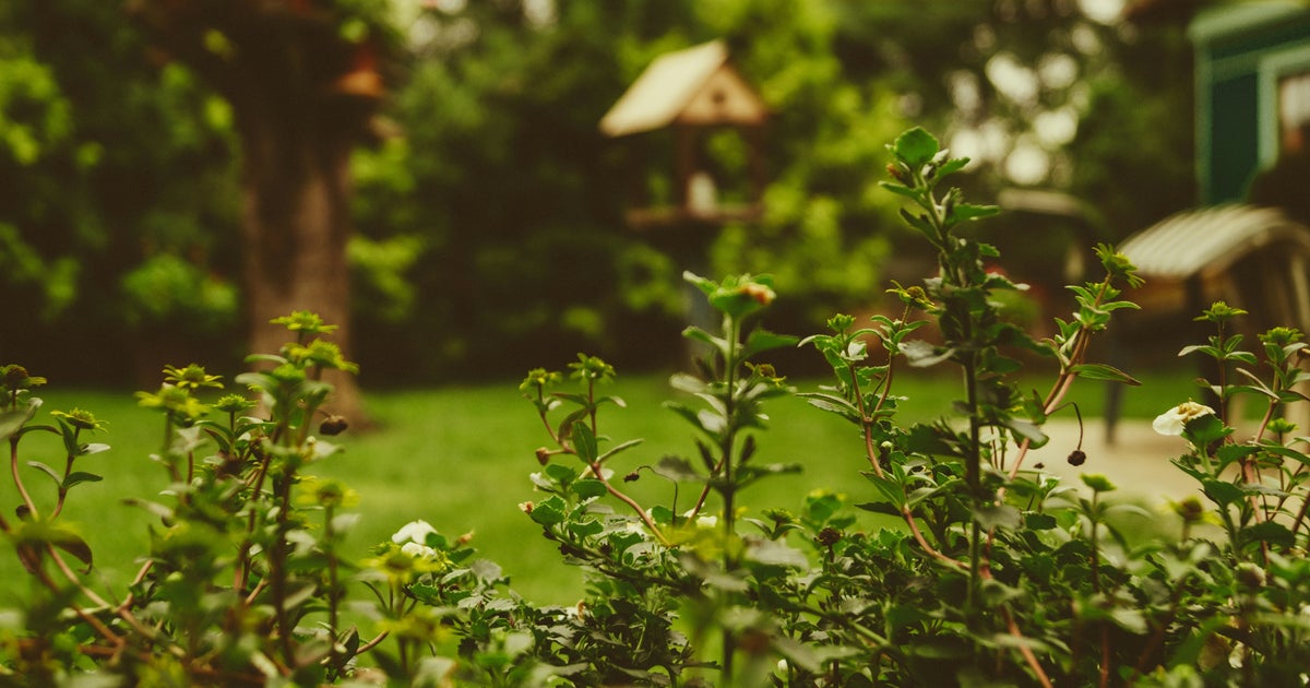 Gardening Expert Reveals Common Household Item Vital For Watering Your Garden