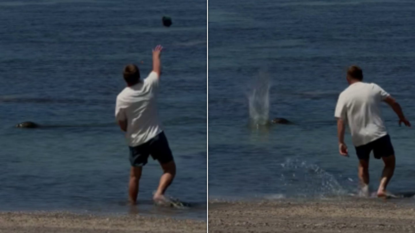 Tourist Who Allegedly Hurled Rock At Seal Faces Charges | HuffPost ...