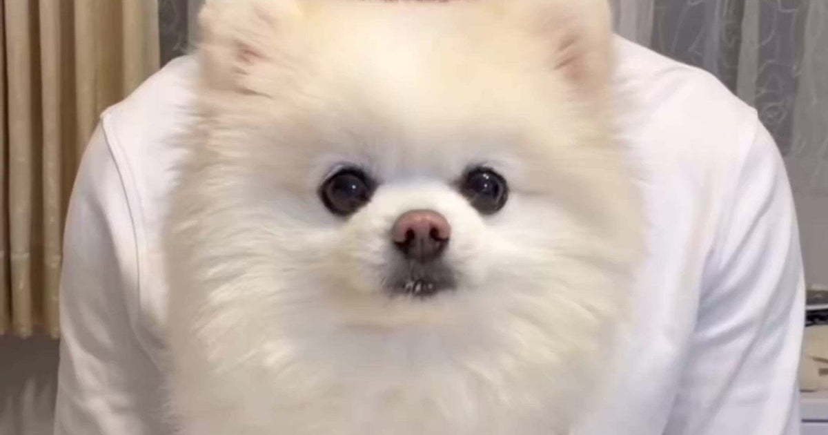 手作りケーキで愛犬の誕生日をお祝いしたら……本日の主役とは思えない表情に「虚無」「笑ってwww」とSNSにっこり