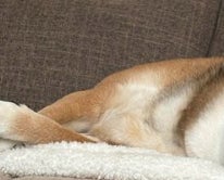 柴犬が寝てると思ったら…⇒よ〜く見ると、まさかの表情！「めっちゃ見てて草」「笑い止まらん」と爆笑