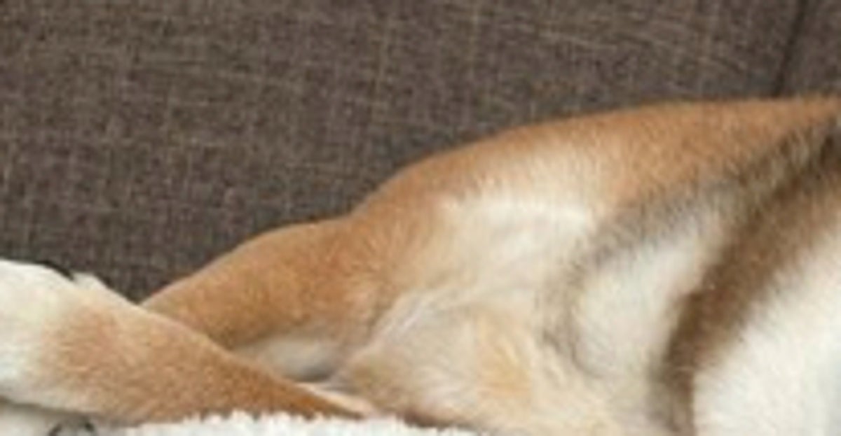 柴犬が寝てると思ったら…⇒よ〜く見ると、まさかの表情!「めっちゃ見てて草」「笑い止まらん」と爆笑