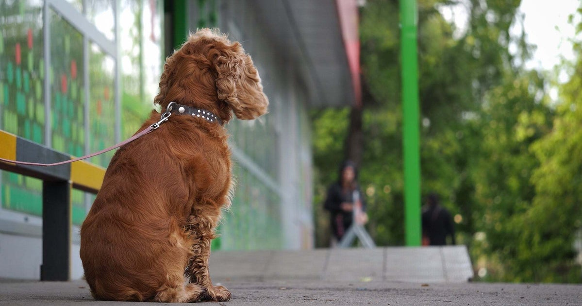 ワンコの“変わったお散歩姿”が話題→飼い主「別の動物だと思い込んでいる」（英国）