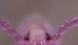まるでグミ…！テチテチ動く小さな生き物が可愛すぎた⇨「ポケモンみたい」「初めて虫をかわいいと思った」