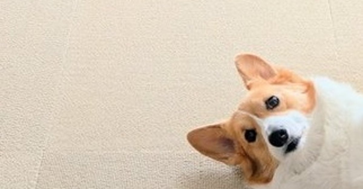 「行ってらっしゃい」と「お帰り」で全然違う愛犬の様子にネット爆笑⇨「ぬいぐるみ感すごい」と反響