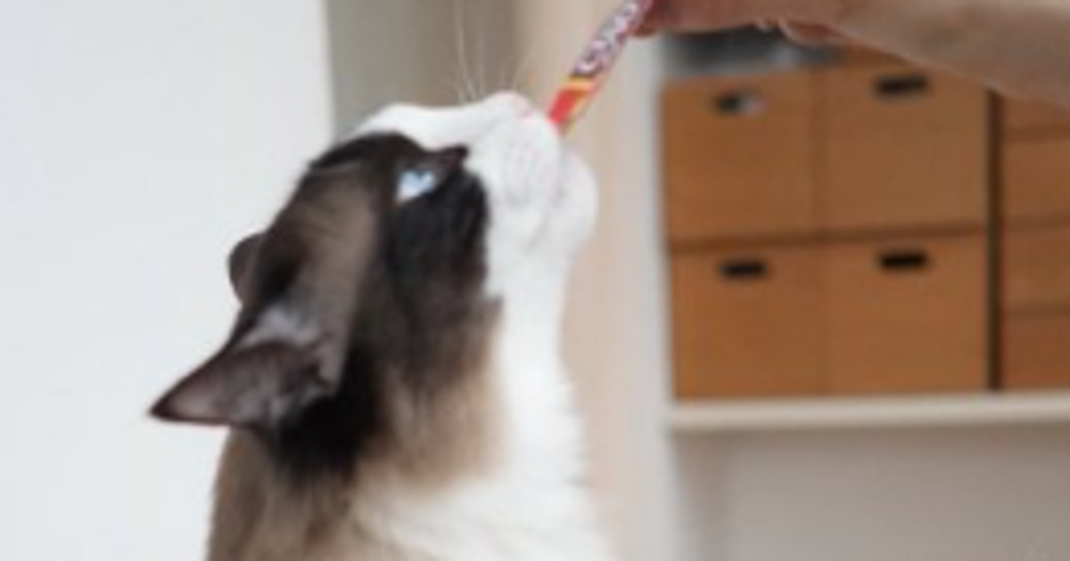 おやつを欲しがる愛猫のお口「あーん」にネット悶絶⇨「ディズニーアニメのような可愛さ」の声