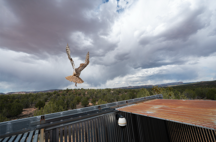 In this photo provided by the Best Friends Animal Society, a great horned owl flies to freedom after surgery at Best Friends Animal Sanctuary in Kanab, Utah, May 1, 2026.