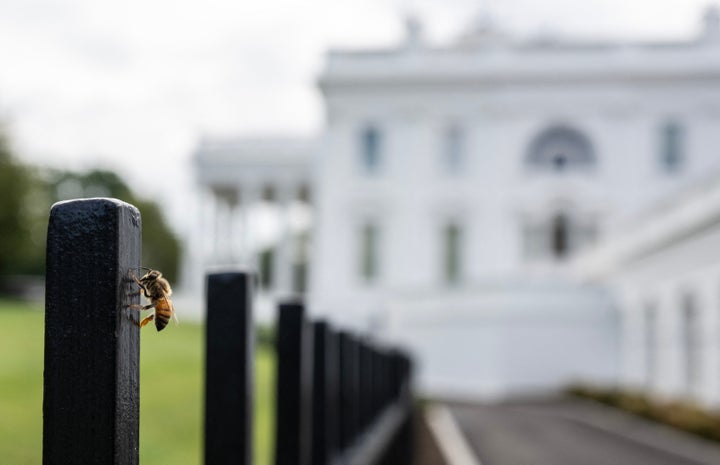 A honeybee resting on a fence post outside the White House last summer.
