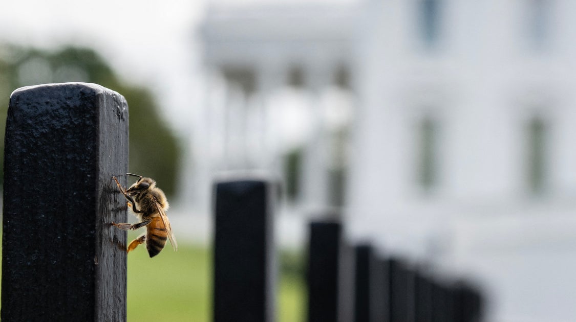 Reporters Stunned As 'Thousands' Of Bees Swarm White House Grounds