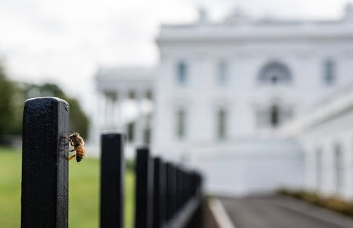 A honeybee resting on a fence post outside the White House last summer.