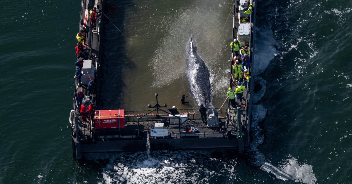 Humpback Whale Released After Spectacular Rescue Effort Found Dead Off Denmark Humpback Whale Released After Spectacular Rescue Effort Found Dead Off Denmark