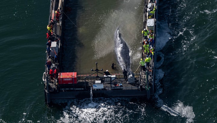 The humpback whale stranded in the Baltic Sea has arrived in the barge intended for its transportation. (Photo by Stefan Sauer/picture alliance via Getty Images)