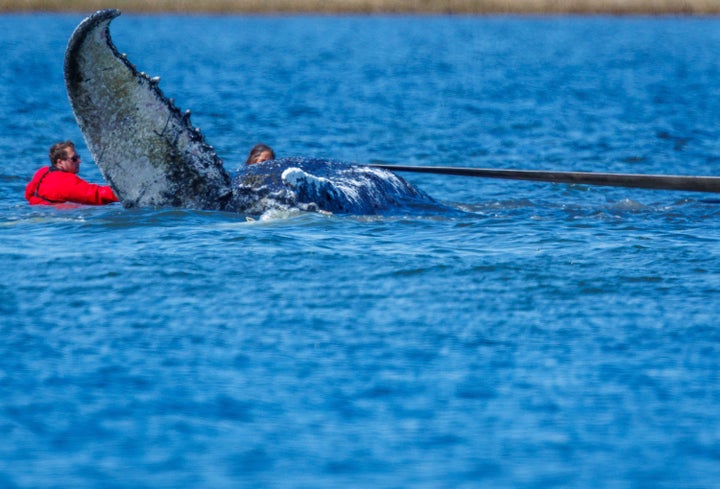 Helpers use straps to pull the stranded humpback whale off the island of Poel to a transport ship. (Photo by Jens Büttner/picture alliance via Getty Images)