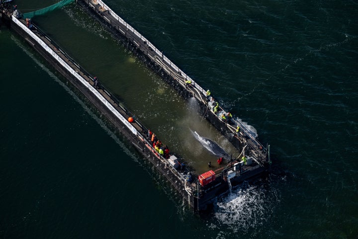The humpback whale stranded in the Baltic Sea has arrived in the barge intended for its transportation. (Photo by Stefan Sauer/picture alliance via Getty Images)