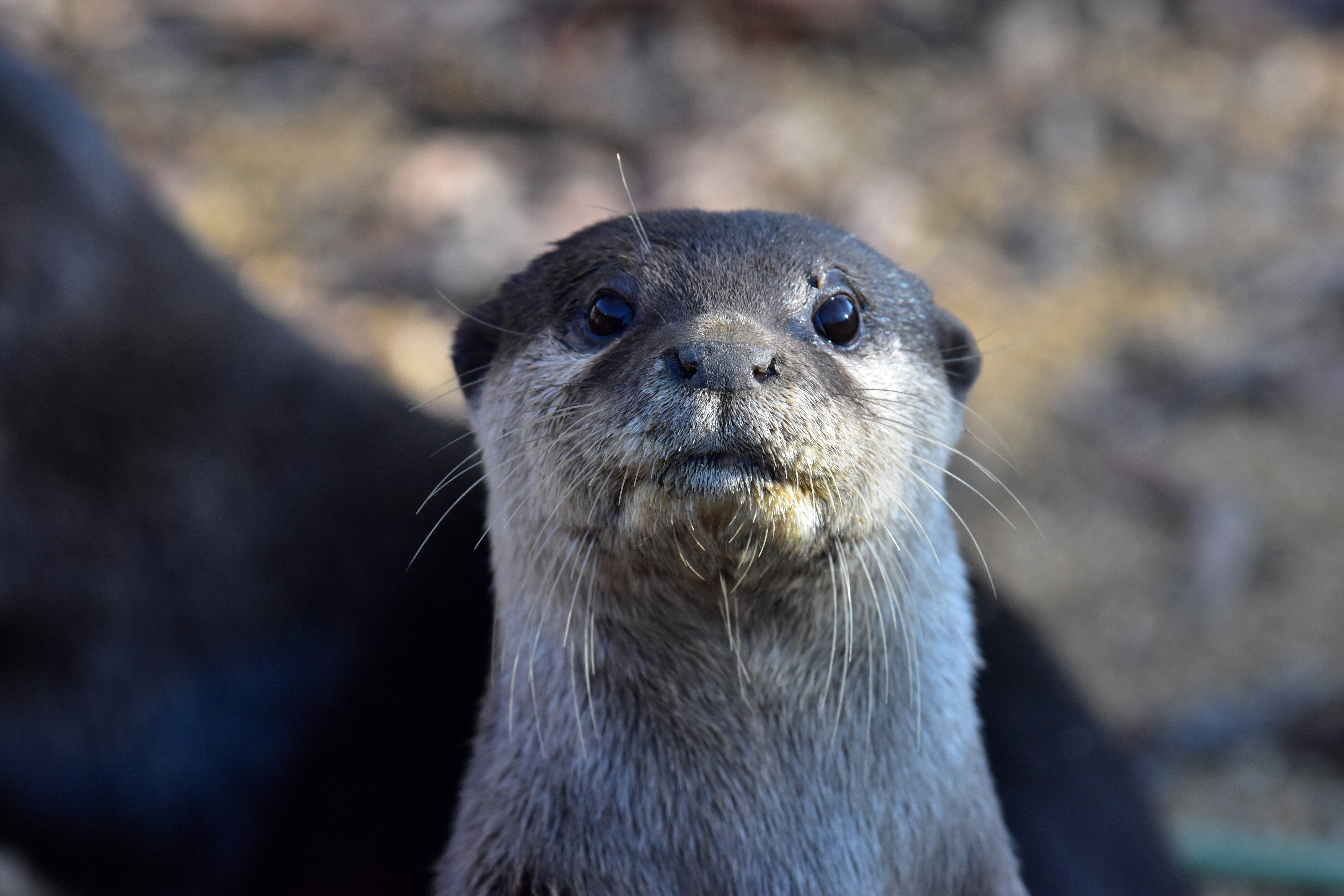 エサを欲しがるカワウソに戦慄が走る⇒「パッと見ホラー」「びびった」と話題に