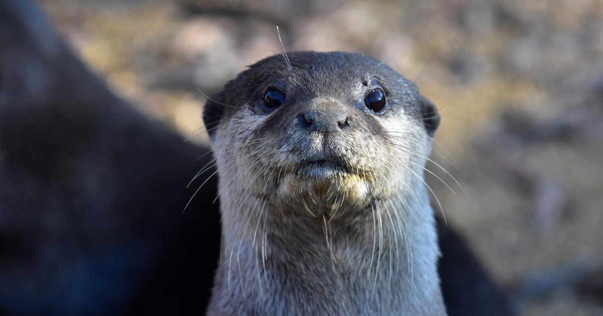 エサを欲しがるカワウソに戦慄が走る⇒「パッと見ホラー」「びびった」と話題に
