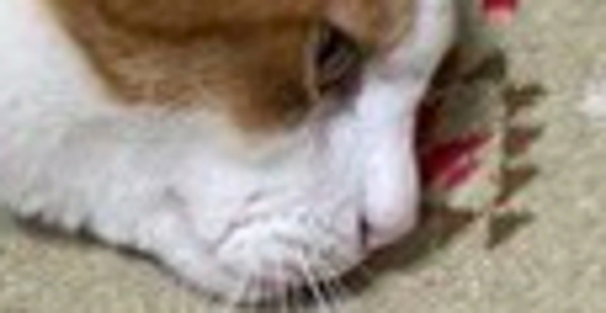 子の“病院ごっこ”に付き合う愛猫⇨受診の様子に「優しい」「偉すぎる！」の声
