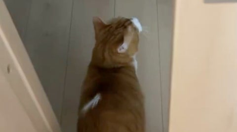 鈍くさい愛猫が迎えた“結末”に爆笑⇨「不器用さが愛おしい」「膝から崩れ落ちた」