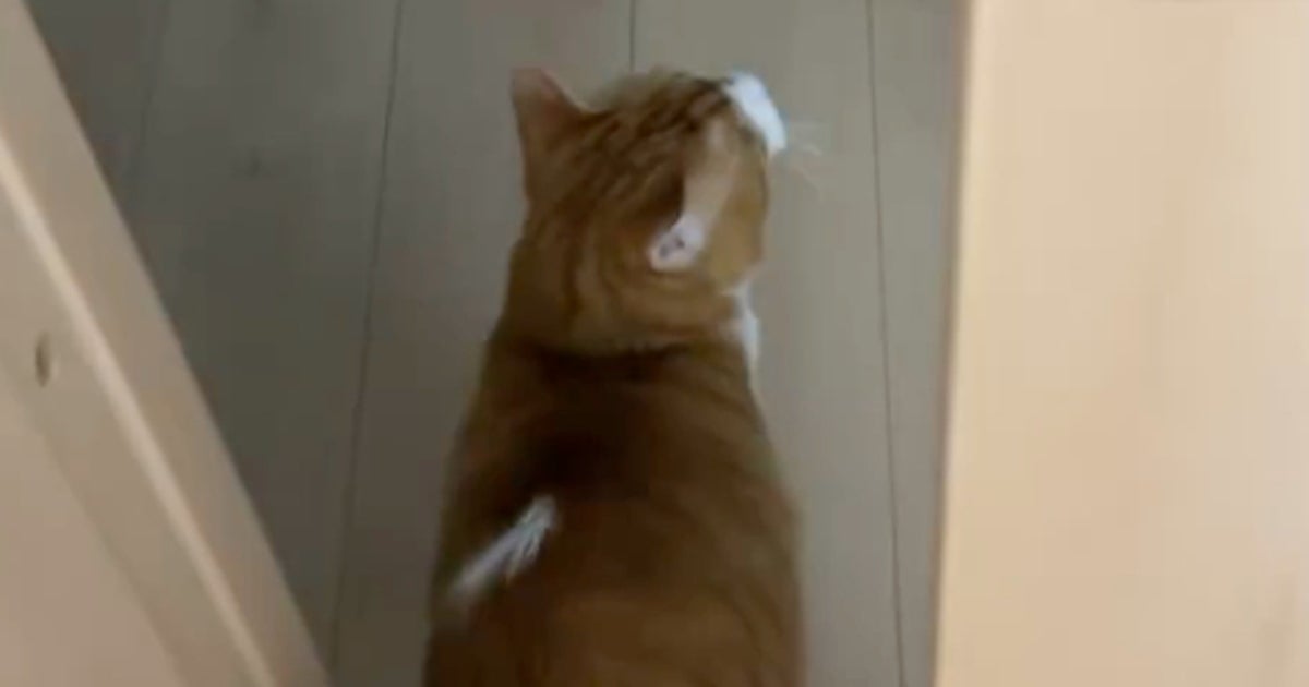 鈍くさい愛猫が迎えた“結末”に爆笑⇨「不器用さが愛おしい」「膝から崩れ落ちた」