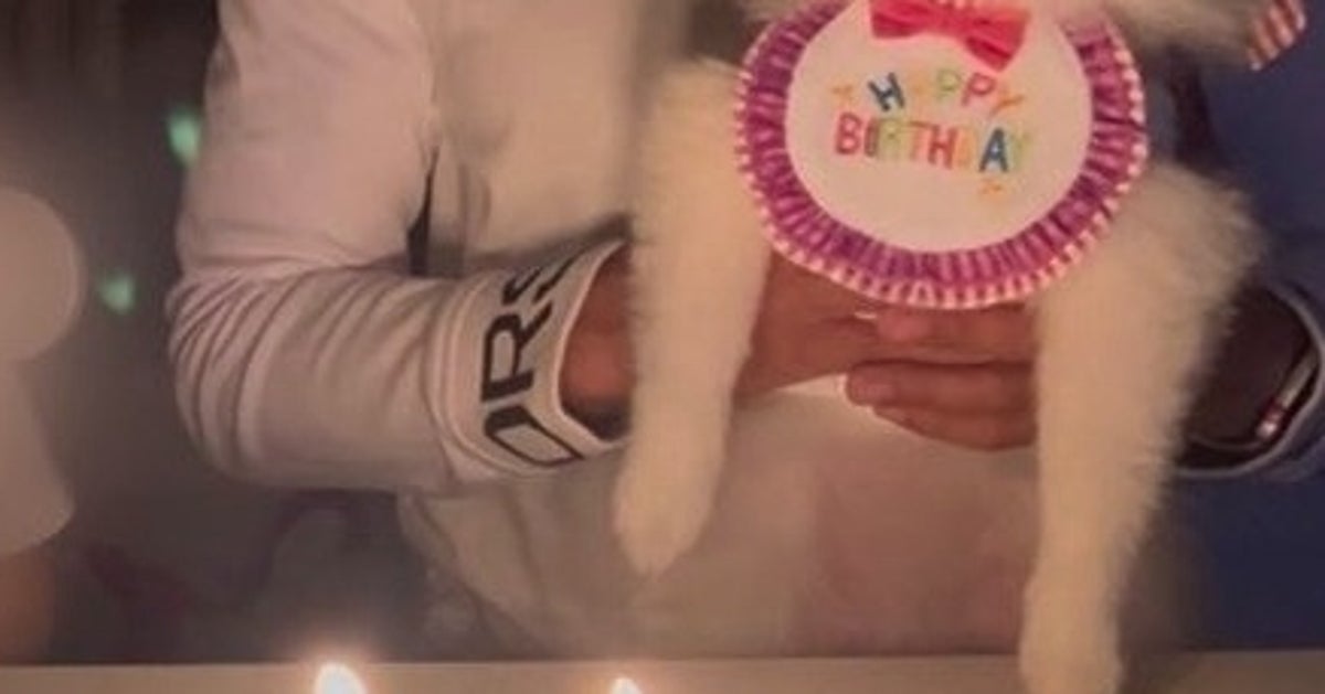 誕生日の愛犬、ケーキを前に“虚無顔”すぎる⇨「もっと喜んでw」「主役なの気づいてない」と爆笑