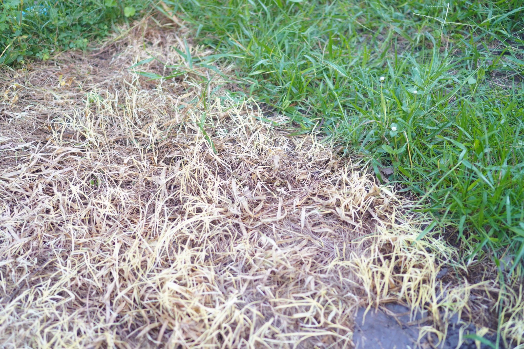 The 'Tug Test' Can Tell If Your Yellow Grass Is Dead Or Just Dry