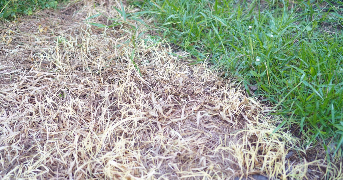 Your Brown Grass Looks Dead, But It's (Probably) Not