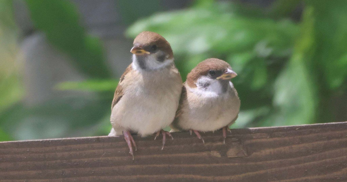 あくび→寝る→食べる！ マイペースなスズメのひなにSNSメロメロ「ずっと見ていられる」「家宝にします」