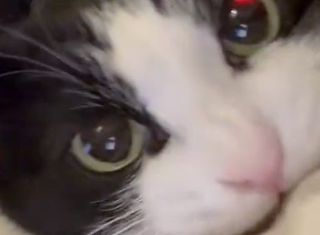 甘えてたのに突然「シャー！」“感情ごちゃ混ぜ”な愛猫の姿に「“笑いながら怒る人”みたい」「何回も見てしまう」