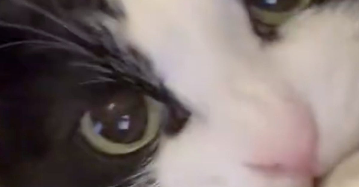 甘えてたのに突然「シャー！」“感情ごちゃ混ぜ”な愛猫の姿に「“笑いながら怒る人”みたい」「何回も見てしまう」