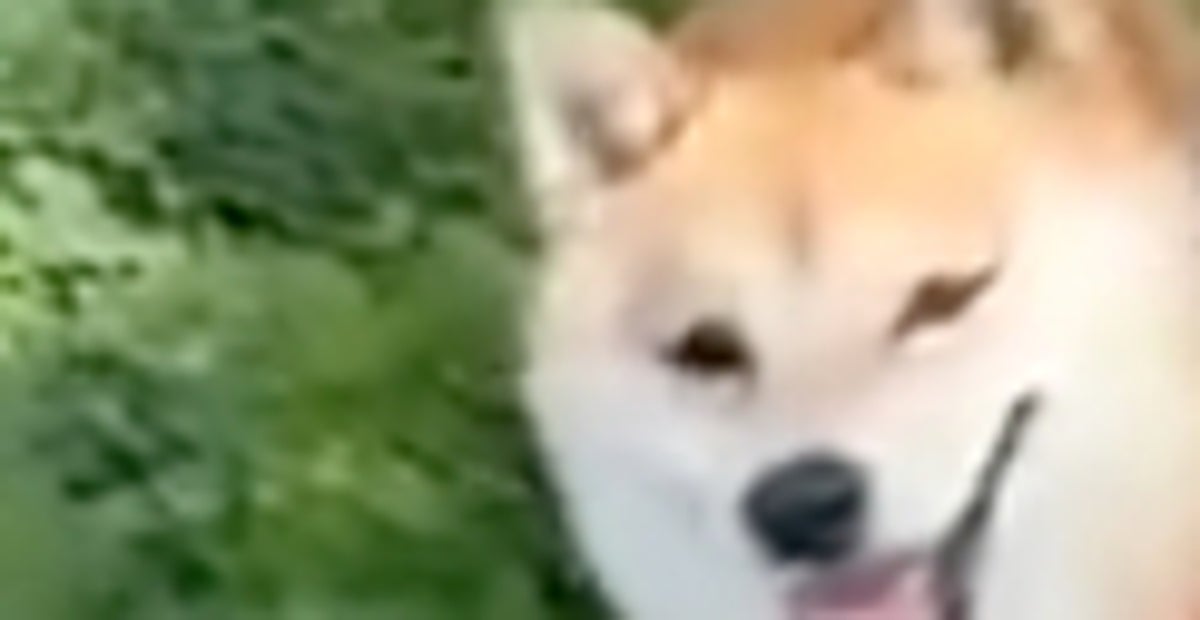 柴犬が拒否発動、でもなんか楽しそう… 飼い主を試すような表情に「拒否柴からしか得られない癒し」の声