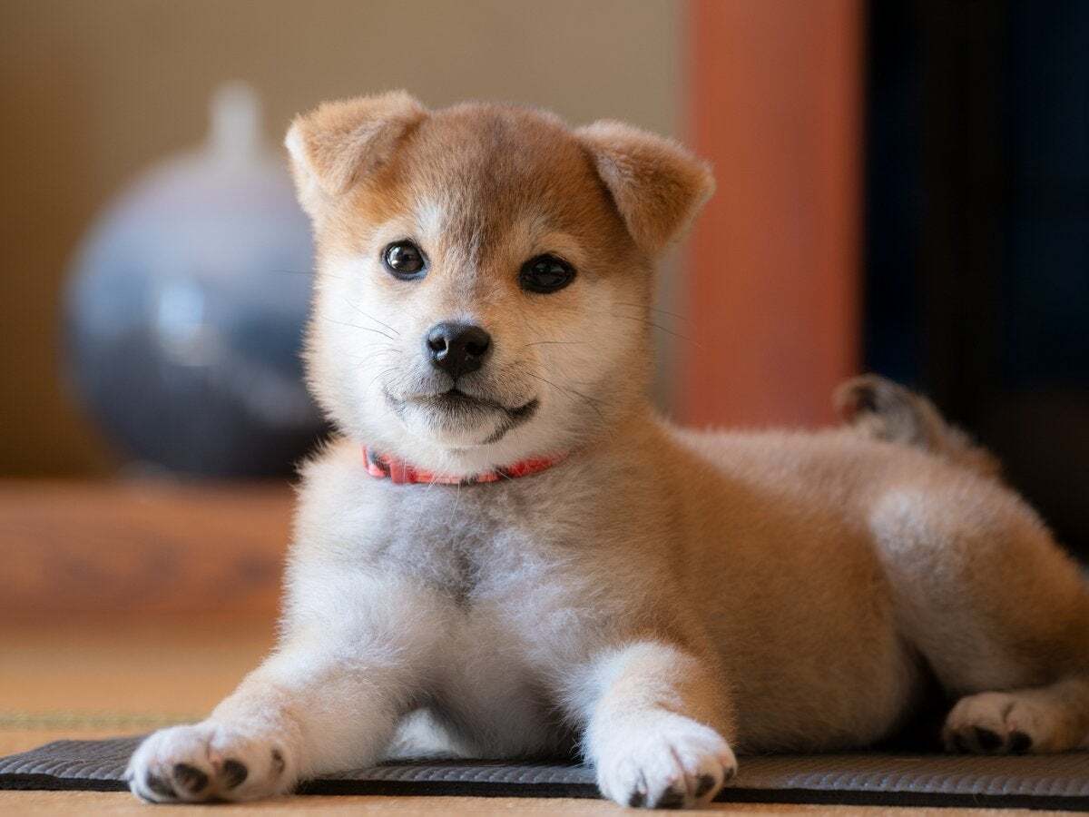 「全てかわいい」柴犬の“垂れ耳ビフォーアフター”にSNS感動「過程が好きすぎる」「ポケモンの進化みたい」
