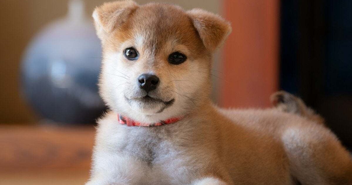 「全てかわいい」柴犬の“垂れ耳ビフォーアフター”にSNS感動「過程が好きすぎる」「ポケモンの進化みたい」