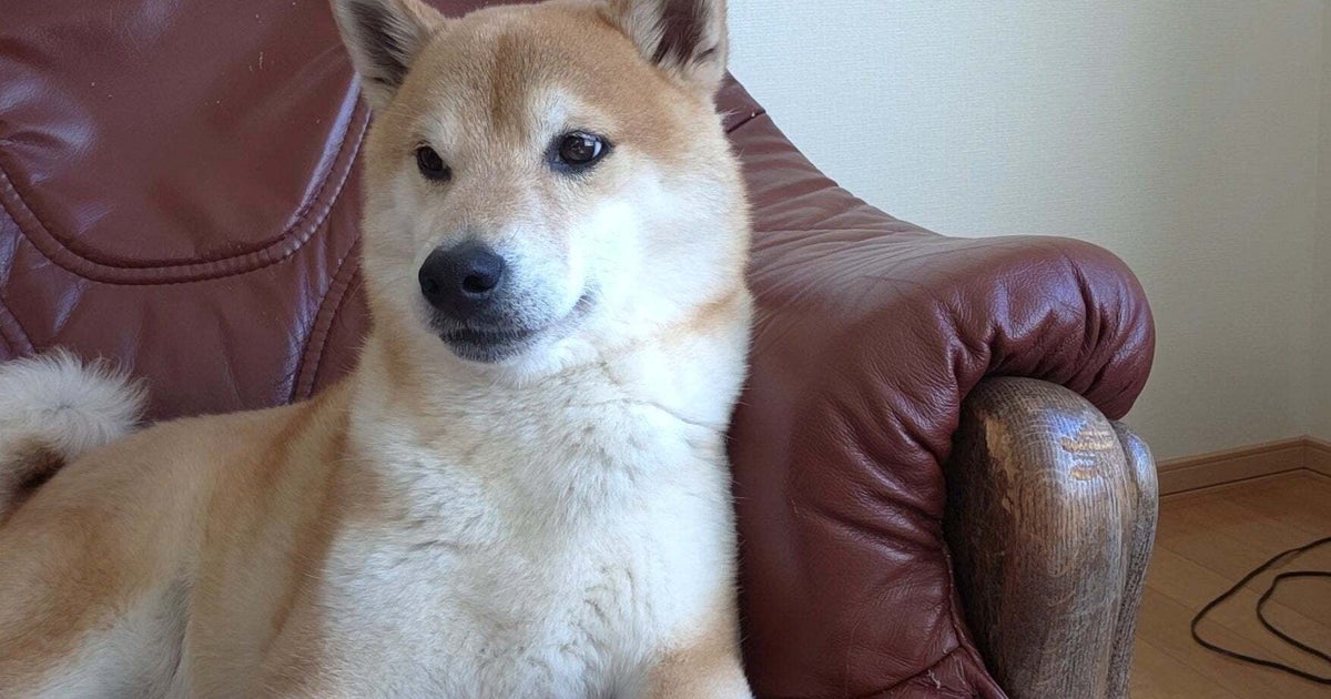 「愛やねぇ」柴犬が赤ちゃんにとった行動にSNS感動「なんて優しい子」「心が洗われる」
