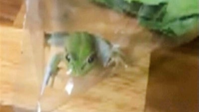 Aussie Farmer Discovers Live Frog In Grocery Store Salad Bag