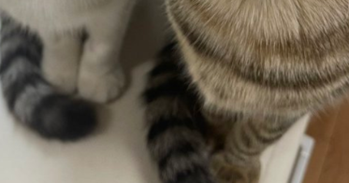 愛猫たちの“ご飯待ち”の熱烈視線にネット悶絶⇨「きゅるるん顔ずるい…」「目からビーム出てる」の声