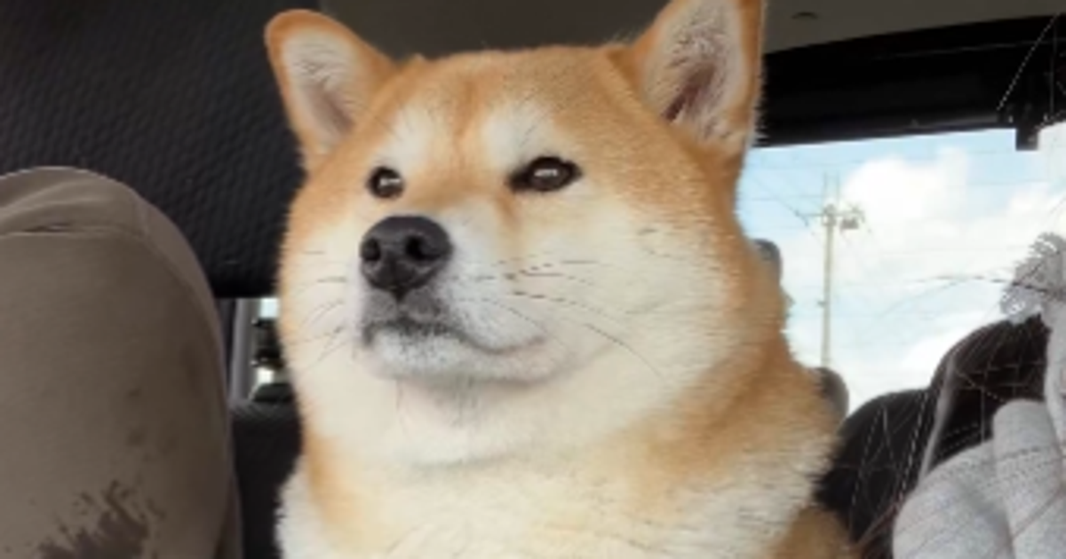 窓の外を見ようとした愛犬に悲劇が...⇨「愛らしさ感じる」「毎日見ていたい 」と悶絶