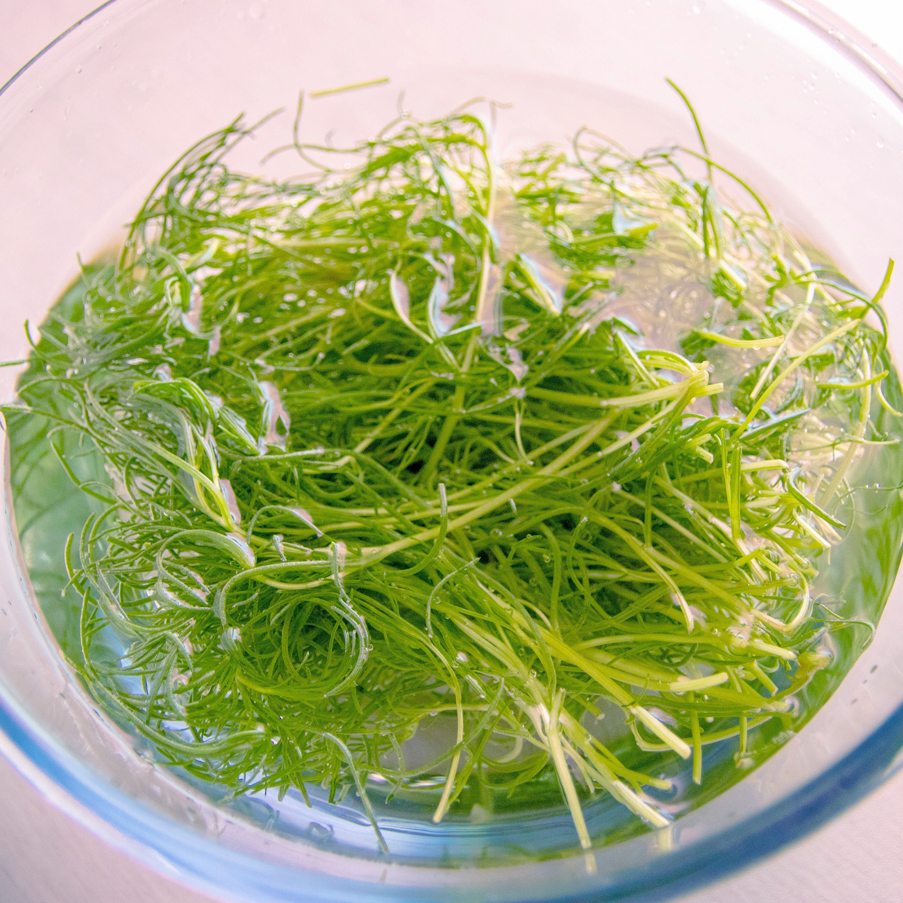 【おかひじき、そのままおひたしにしてない？】そうめんと和えるだけでつるっ＆シャキッな絶品副菜に