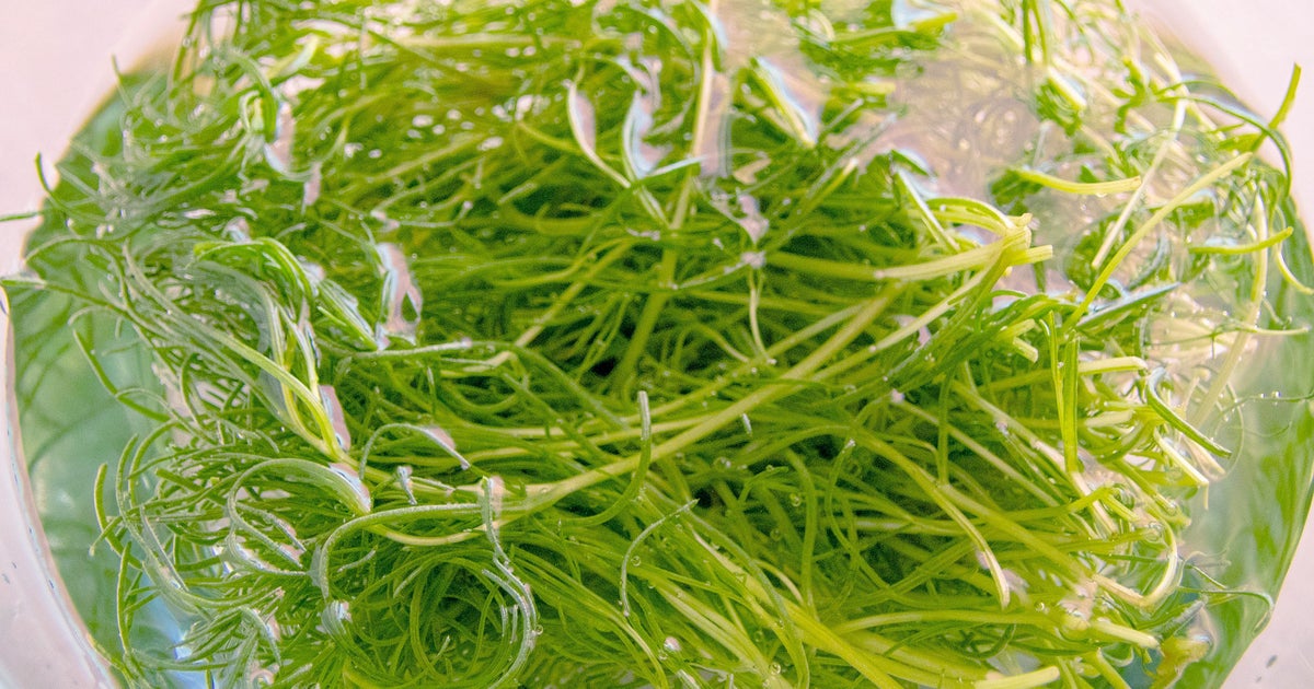 【おかひじき、そのままおひたしにしてない?】そうめんと和えるだけでつるっ&シャキッな絶品副菜に