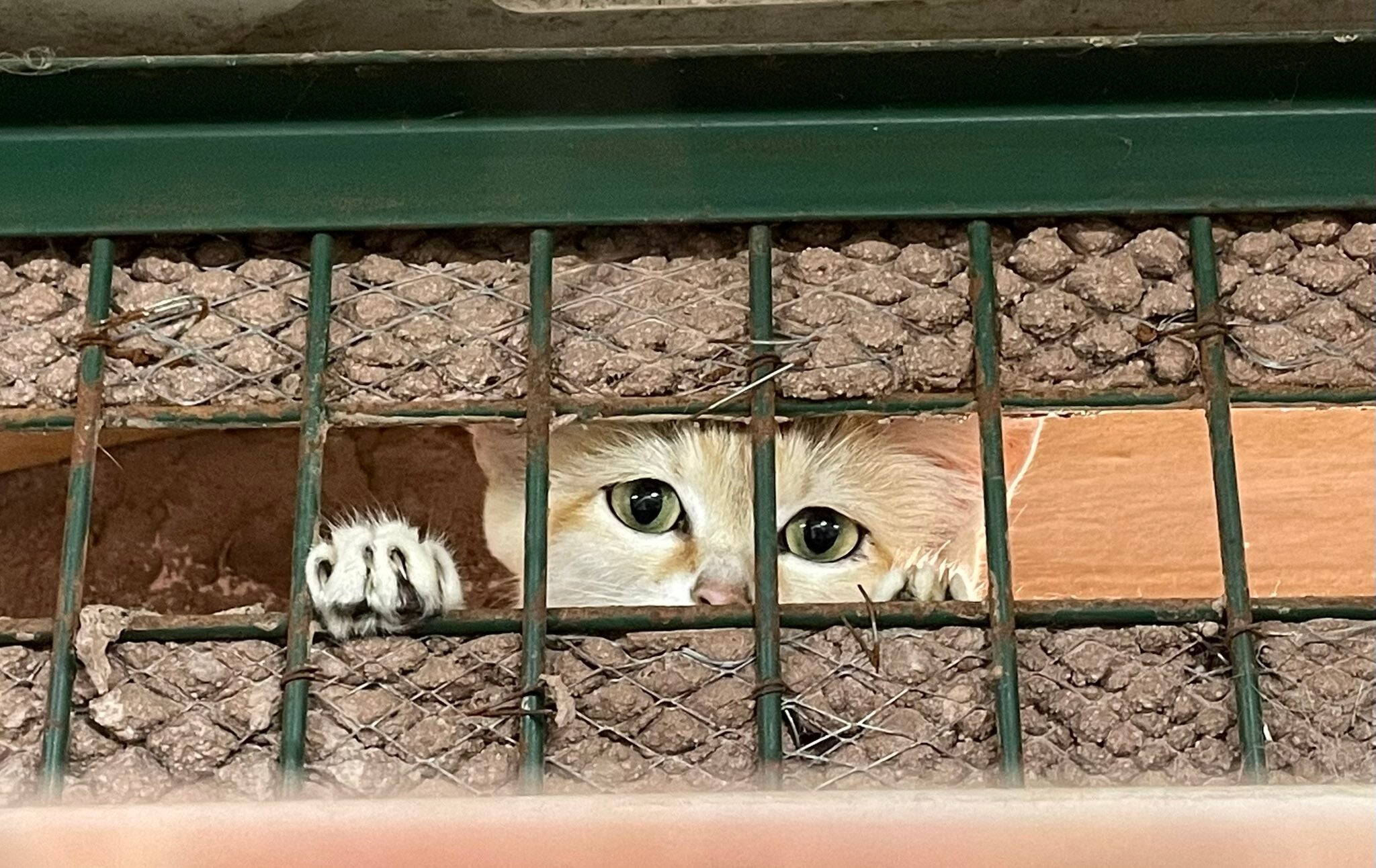 まるで忍者。栃木・那須どうぶつ王国のスナネコが話題⇨「いったいどうやって？」「めっちゃ器用！」