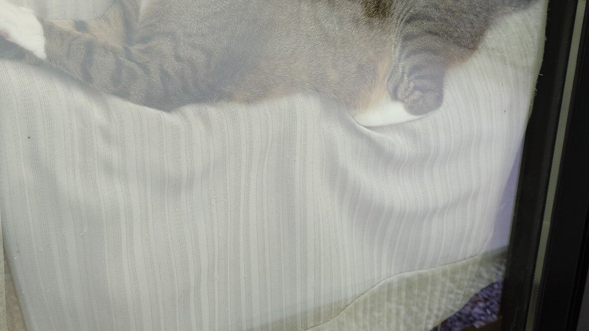 浮いてる！猫の寝相にネット爆笑⇨「どうなってるの？」「絶妙すぎる...」の声
