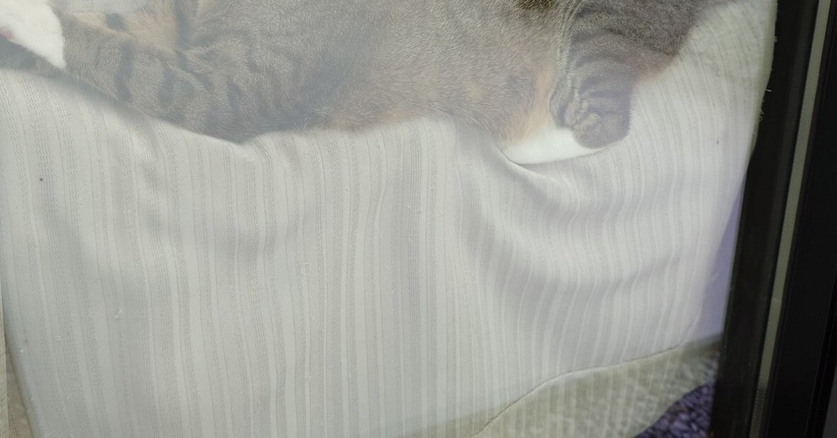 浮いてる！猫の寝相にネット爆笑⇨「どうなってるの？」「絶妙すぎる...」の声