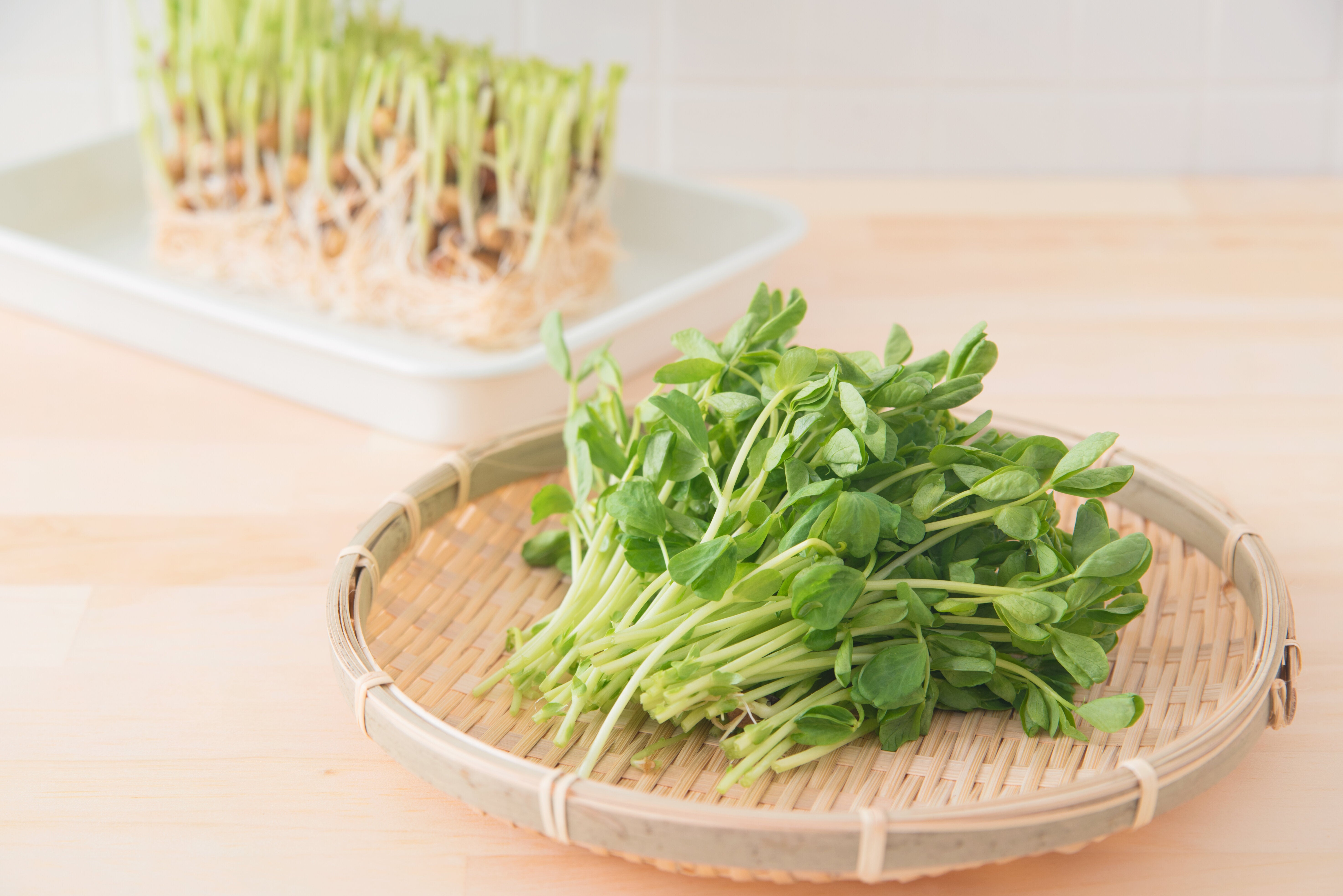【お手頃なのにウマい】豆苗で1品10分以内！卵炒めやツナサラダなど“あと一品”に助かる簡単レシピ4選