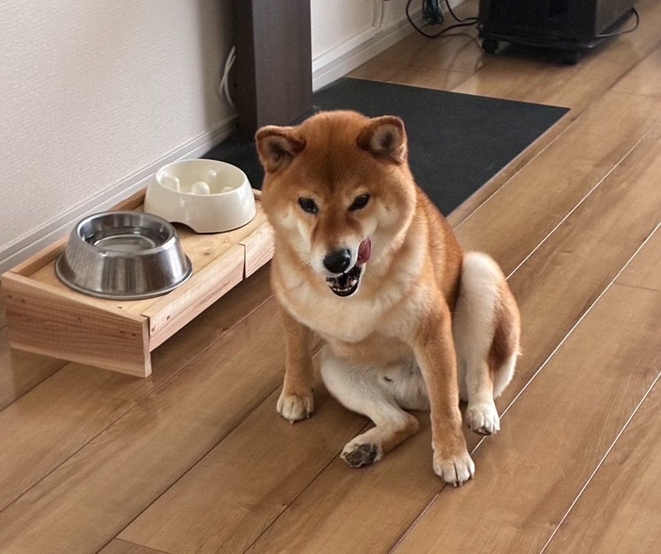待てない柴犬...4匹のうち1匹だけ、はしゃぐ様子が愛らしい⇨「サイコー」「かわいい！」と反響