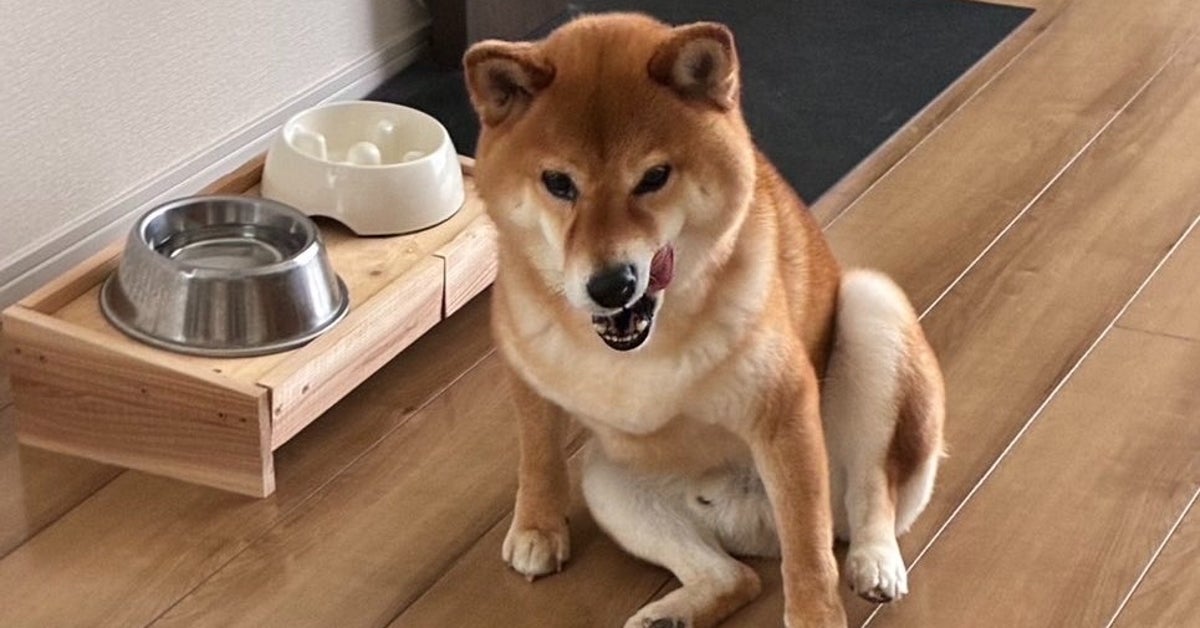 待てない柴犬...4匹のうち1匹だけ、はしゃぐ様子が愛らしい⇨「サイコー」「かわいい！」と反響