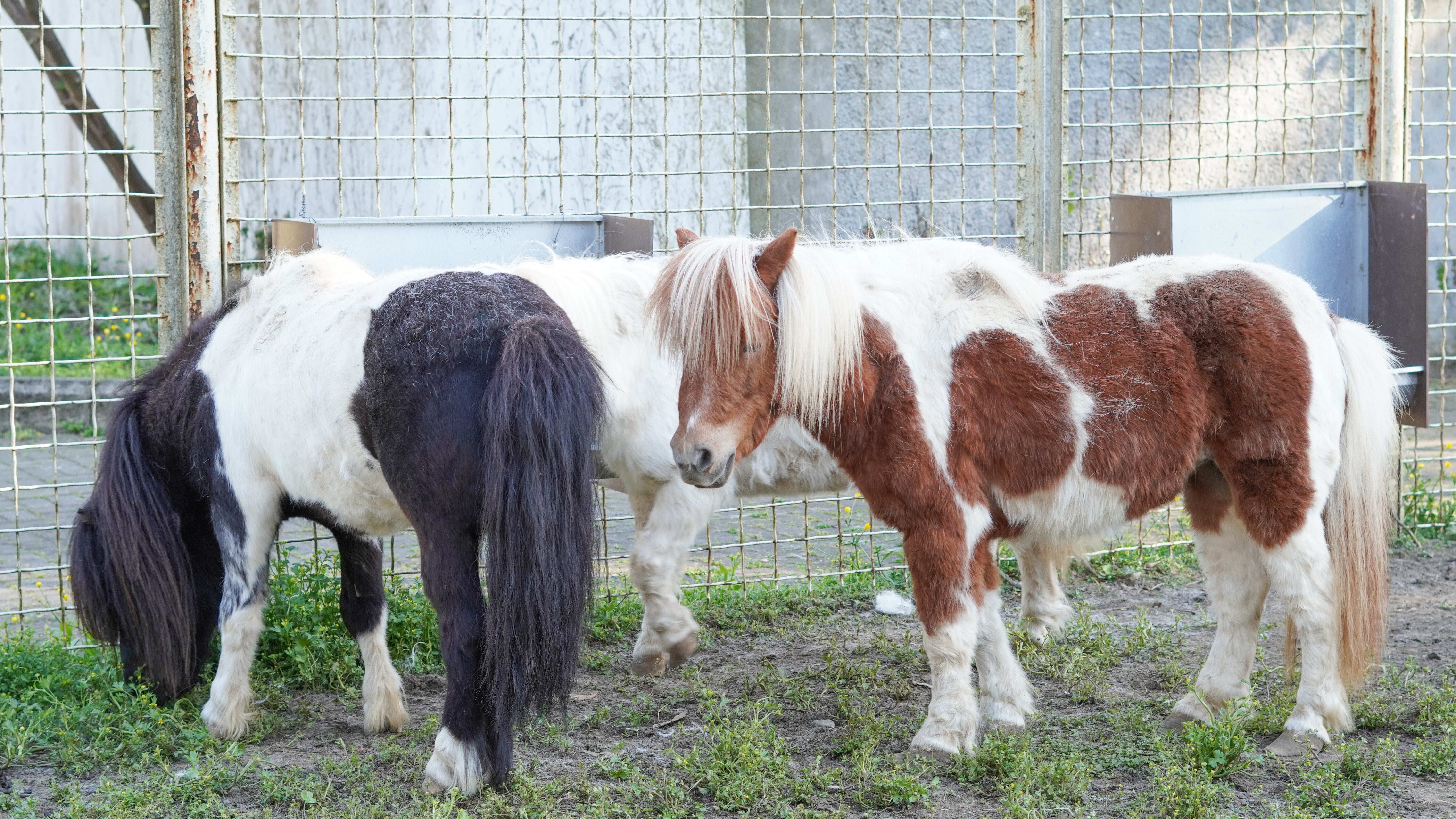 ポニーを洗う⇨振り出しに戻る。静岡・浜松市動物園の飼育員の苦悩に「馬あるあるw」と爆笑