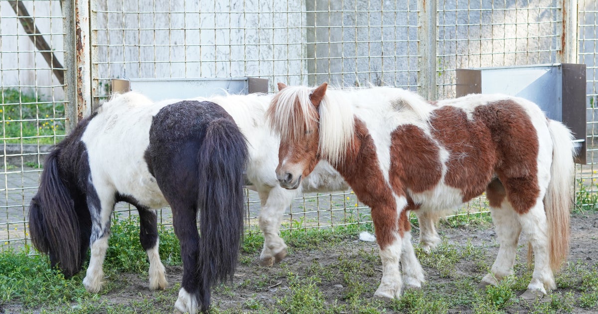ポニーを洗う⇨振り出しに戻る。静岡・浜松市動物園の飼育員の苦悩に「馬あるあるw」と爆笑
