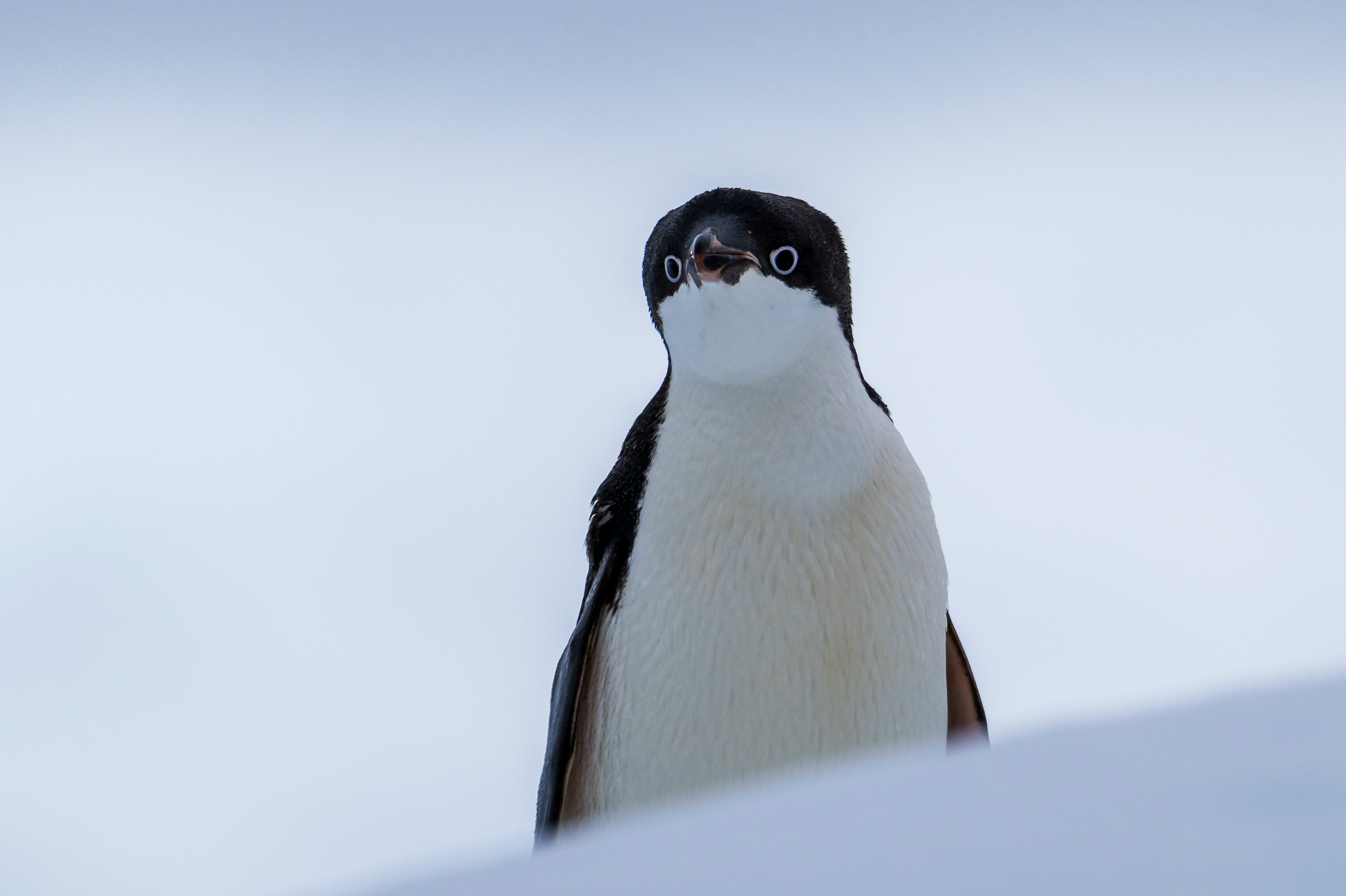 南極観測船「しらせ」から下船中…？アデリーペンギンの大行進に「乗員かと思った」「ペンギン船団」の声