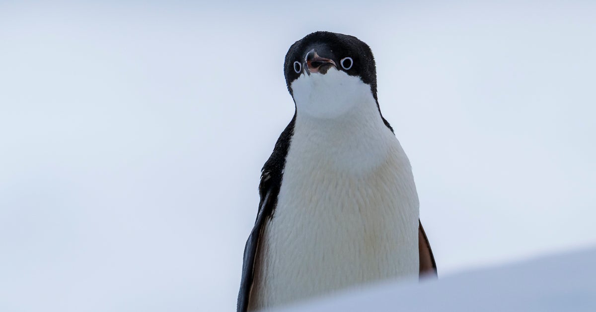 南極観測船「しらせ」から下船中…？アデリーペンギンの大行進に「乗員かと思った」「ペンギン船団」の声