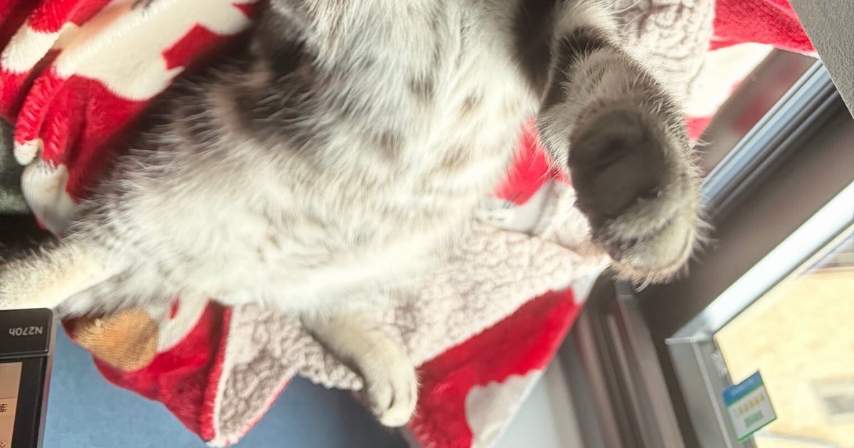 飼い主が慌てて連写!子猫のポーズが完全に“ヒーロー”⇨「ラオウだ…」「ウルトラニャン?」の声